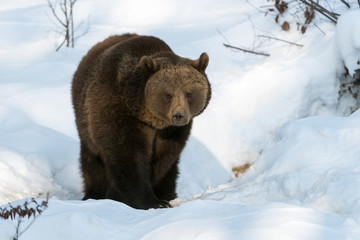 Europäische Braunbär, Eurasian brown bear, Ursus arctos