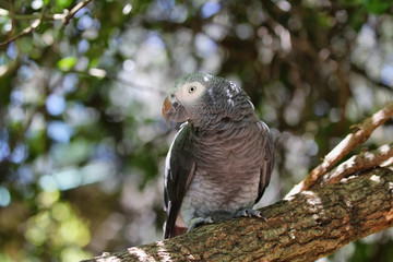 Timneh Grey Parrot