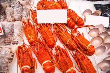 Australian lobster © superjoseph