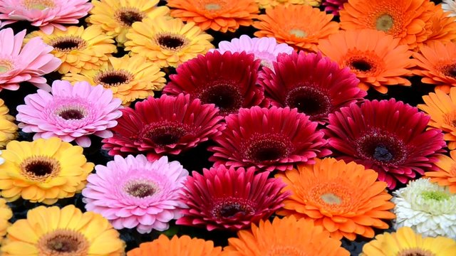 Gerbera