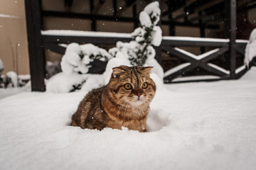 Lovable Scottish Fold Cat lying on her back