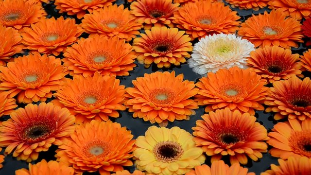 Gerbera