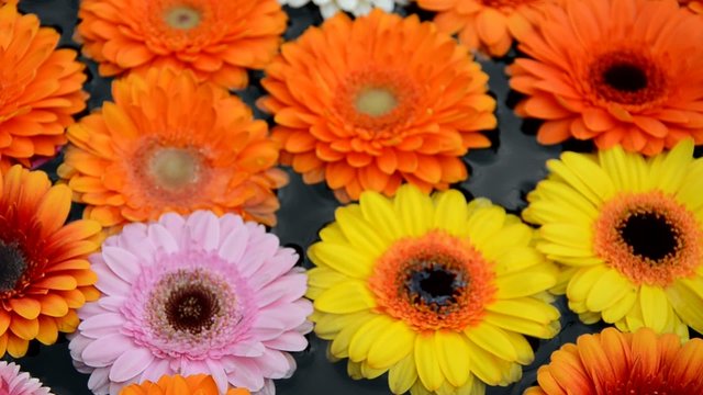 Gerbera