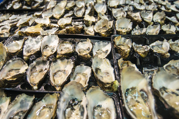 Oysters