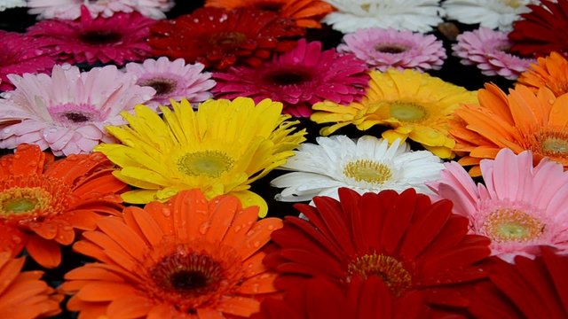 Gerbera