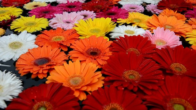 Gerbera