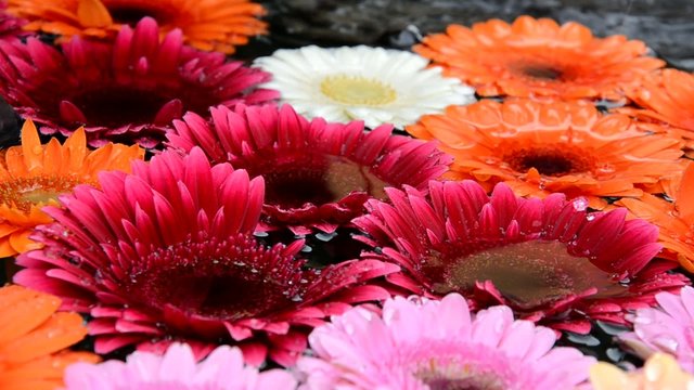 Gerbera