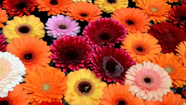 Gerbera