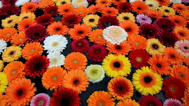Gerbera