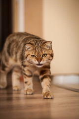 Cute scottish fold cat enjoying his life