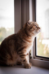 Naklejka premium Cute scottish fold cat enjoying his life