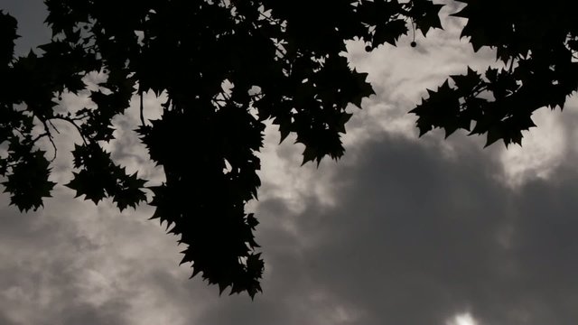 Gloomy Spooky Dark Sky With Trees 4