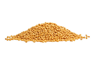 Yellow mustard seeds on a white background