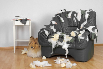 Zerstörter Sessel und Collie Hund