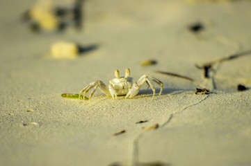 The white crab on the beach, Maldives