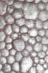 Fototapeta premium Ice