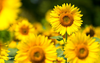 sunflower against a field