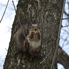 Squirrel - pet children