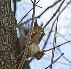 Squirrel