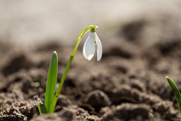 White snowdrop flowers