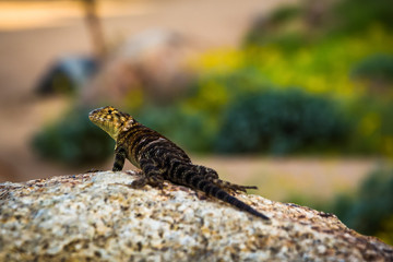 Lizard on a rock, at Mount Rubidoux Park, in Riverside, Californ