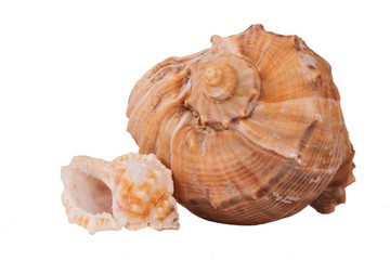 The Conch Shell On the white background