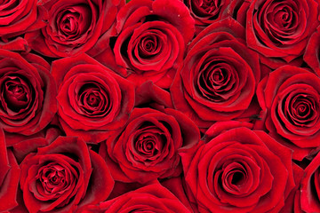 red roses