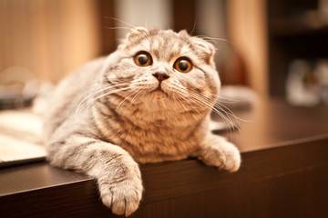 Cute scottish fold cat kitten playing 