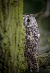Long Eared Owl 1
