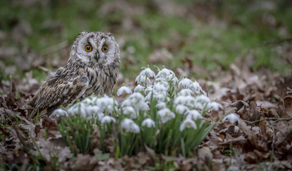 Long Eared Owl with snowdrops.