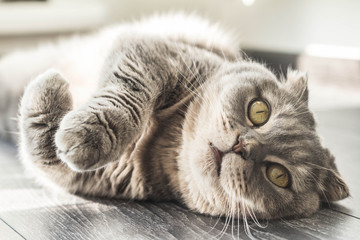 Lovable scottish fold cat lying on her back