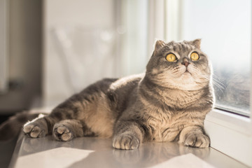Fototapeta na wymiar Lovable scottish fold cat