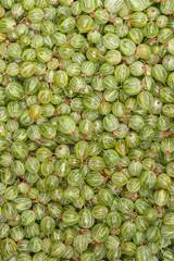 gooseberry