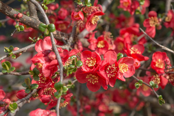 Red Flower Bush