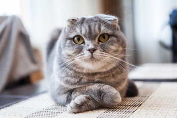 Lovable scottish fold cat