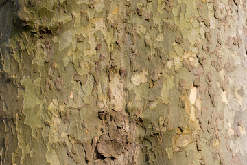 Soldier Camouflage-like Tree Bark Texture