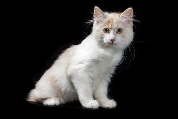 Kurilian Bobtail kitten