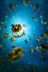 Fototapeta na wymiar Jellyfish Lake