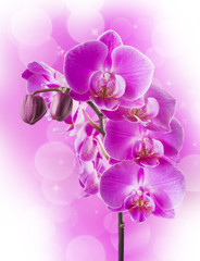 Fototapeta na wymiar Orchid flowers border