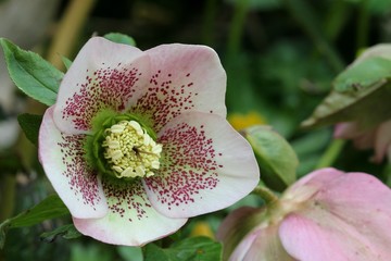 Helleborus