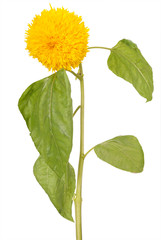 Decorative sunflower