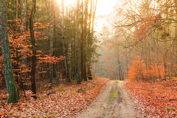 country road in the forest on sunny day