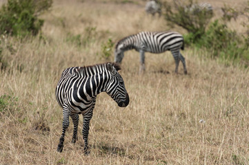 Obraz na płótnie Canvas Zebra in the Savanna of Kenya