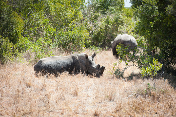 Fototapeta premium Rhino