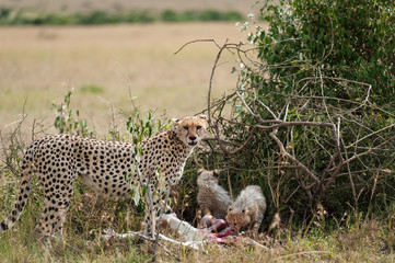 Cheetah with young in the Masai Mara