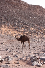 Maroc, chameaux 13