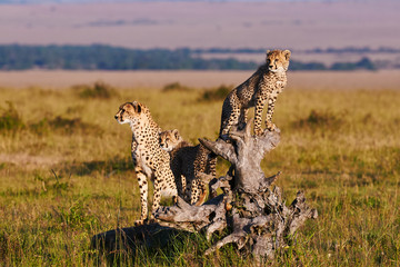 Cheetah mom and cubs - obrazy, fototapety, plakaty