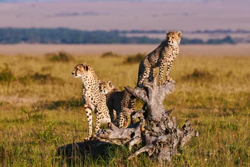 Foto op Aluminium Cheetah mama en welpen © lucaar