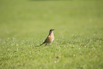 American Robin