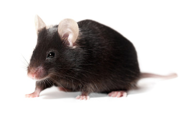 Black laboratory mouse on white background